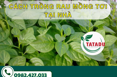 CÁCH TRỒNG RAU MỒNG TƠI TẠI NHÀ
