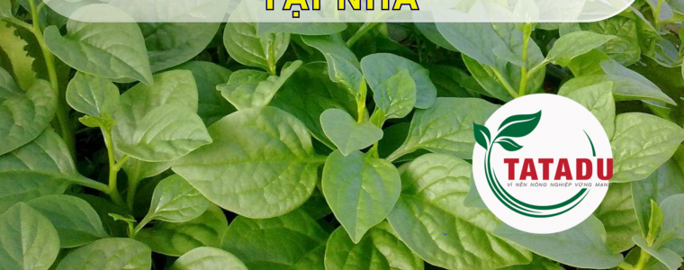 CACH TRONG RAU MONG TOI TAI NHA 1
