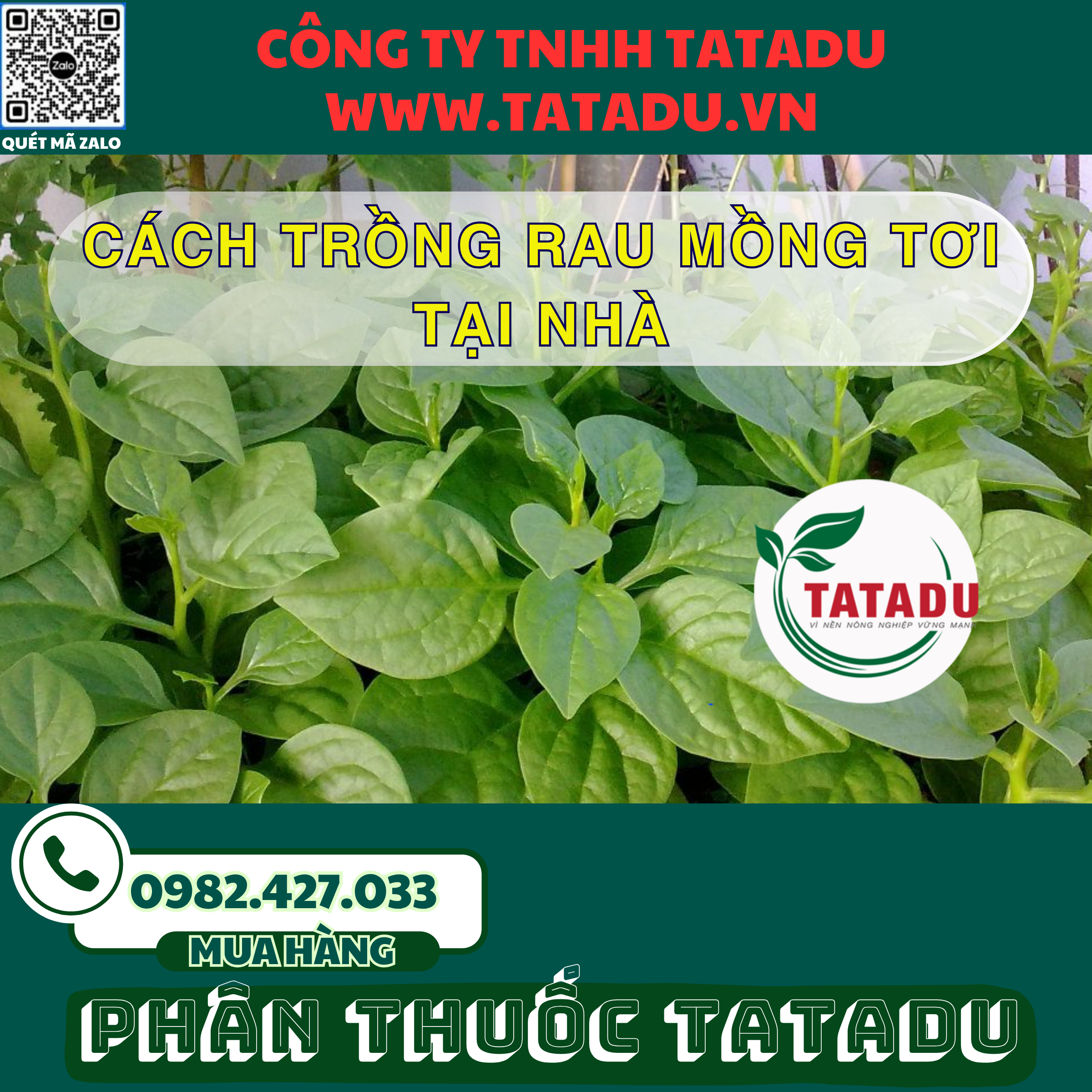 CACH TRONG RAU MONG TOI TAI NHA 1