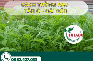 CÁCH TRỒNG RAU TẦN Ô – CẢI CÚC