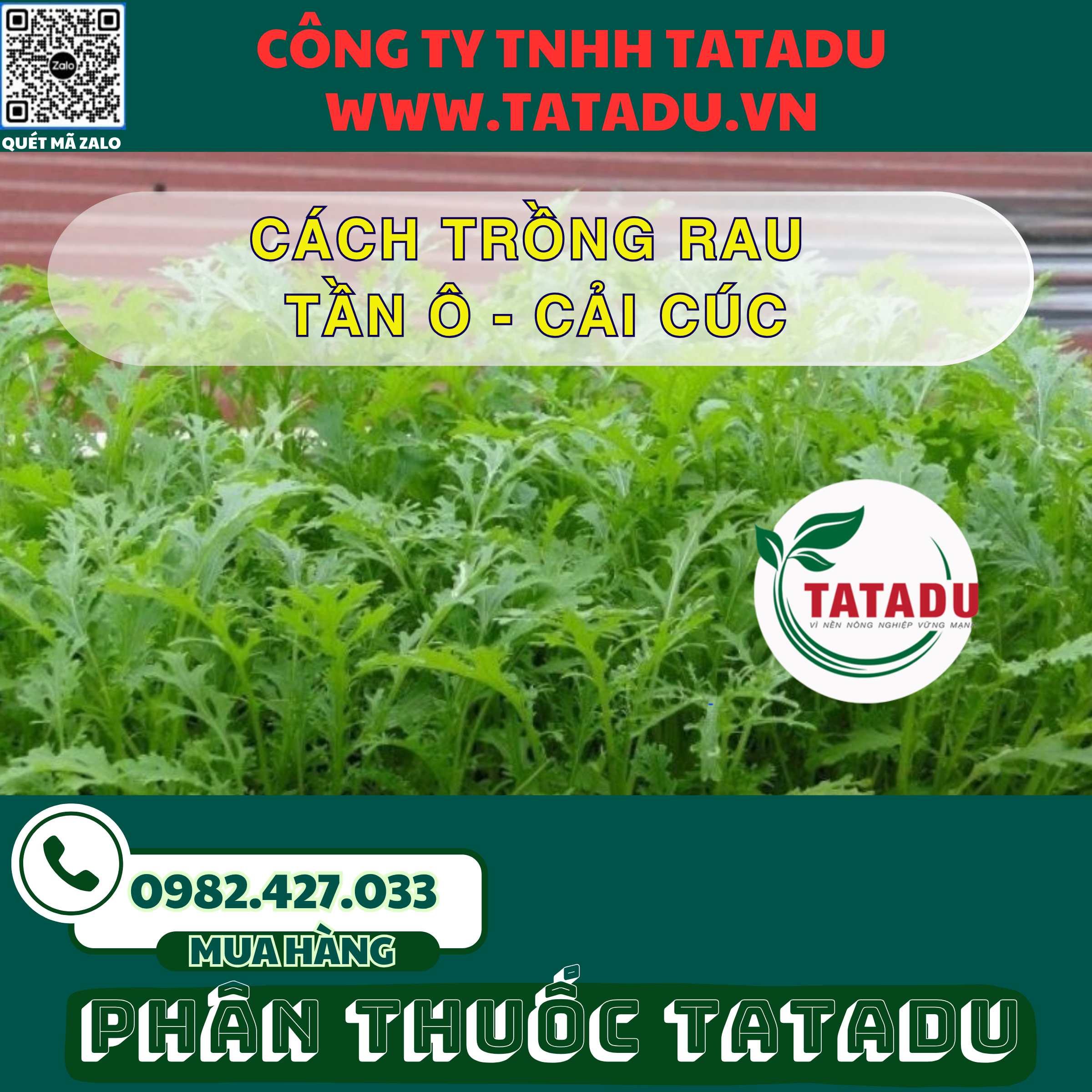 CACH TRONG RAU TAN O CAI CUC