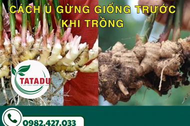 CÁCH Ủ GỪNG GIỐNG TRƯỚC KHI TRỒNG