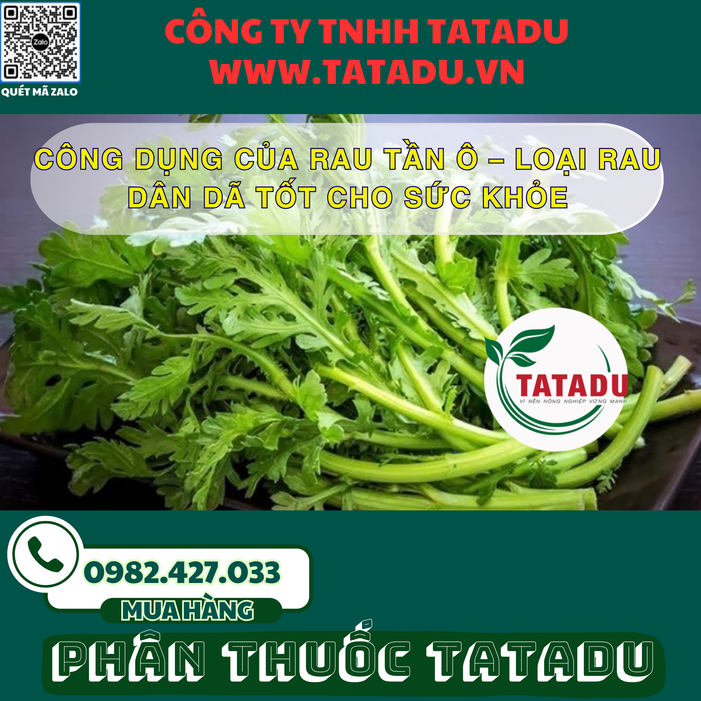 CONG DUNG CUA RAU TAN O – LOAI RAU DAN DA TOT CHO SUC KHOE