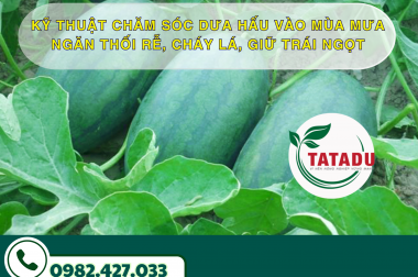 KỸ THUẬT CHĂM SÓC DƯA HẤU VÀO MÙA MƯA – NGĂN THỐI RỄ, CHÁY LÁ, GIỮ TRÁI NGỌT