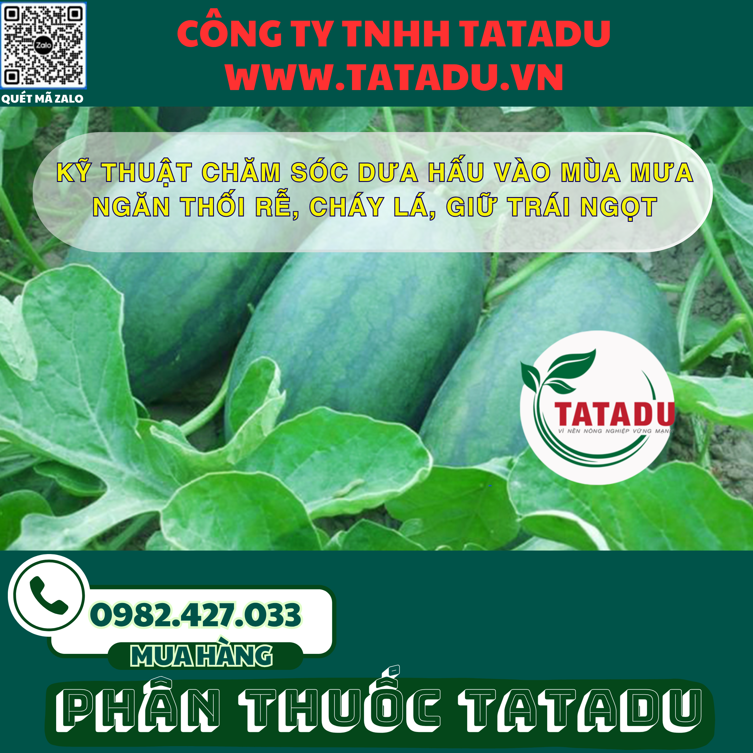 KY THUAT CHAM SOC DUA HAU VAO MUA MUA – NGAN THOI RE CHAY LA GIU TRAI NGOT