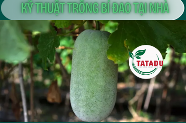 KỸ THUẬT TRỒNG BÍ ĐAO TẠI NHÀ