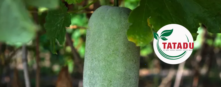 KY THUAT TRONG BI DAO TAI NHA