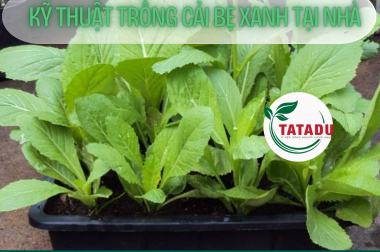 KỸ THUẬT TRỒNG CẢI BẸ XANH TẠI NHÀ