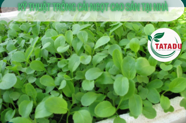 KỸ THUẬT TRỒNG CẢI NGỌT CAO SẢN TẠI NHÀ