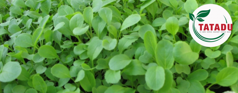 KY THUAT TRONG CAI NGOT CAO SAN TAI NHA