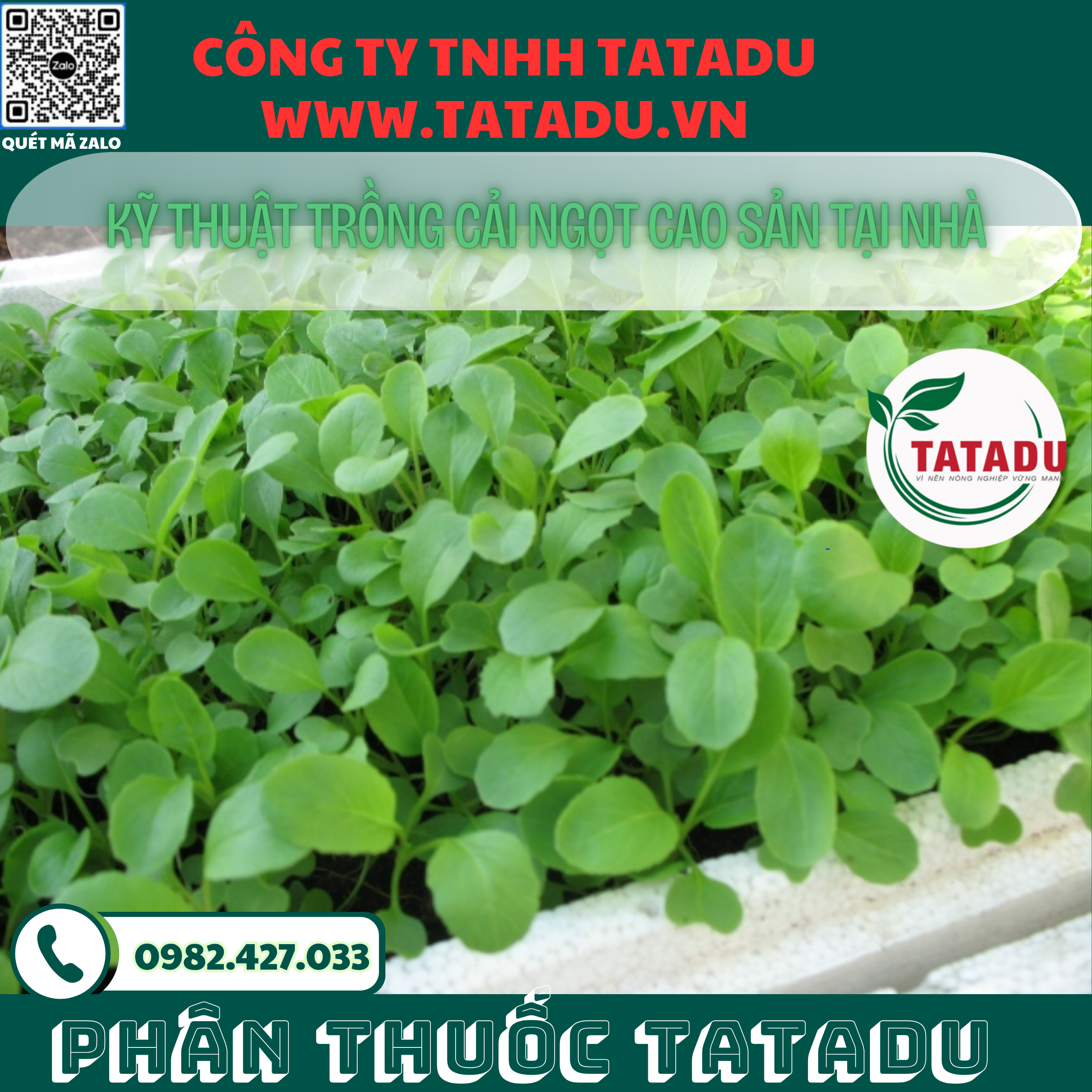 KY THUAT TRONG CAI NGOT CAO SAN TAI NHA