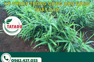 KỸ THUẬT TRỒNG GỪNG CHO NĂNG SUẤT CAO