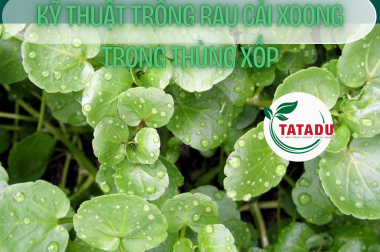 KỸ THUẬT TRỒNG RAU CẢI XOONG TRONG THÙNG XỐP