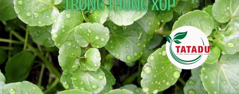 KY THUAT TRONG RAU CAI XOONG TRONG THUNG XOP