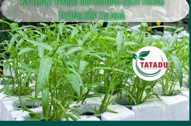 KỸ THUẬT TRỒNG RAU MUỐNG SẠCH TRONG THÙNG XỐP TẠI NHÀ