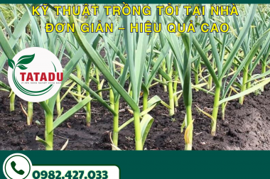 KỸ THUẬT TRỒNG TỎI TẠI NHÀ ĐƠN GIẢN – HIỆU QUẢ CAO