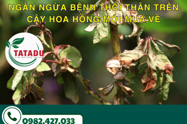 NGĂN NGỪA BỆNH THỐI THÂN TRÊN CÂY HOA HỒNG MỚI MUA VỀ
