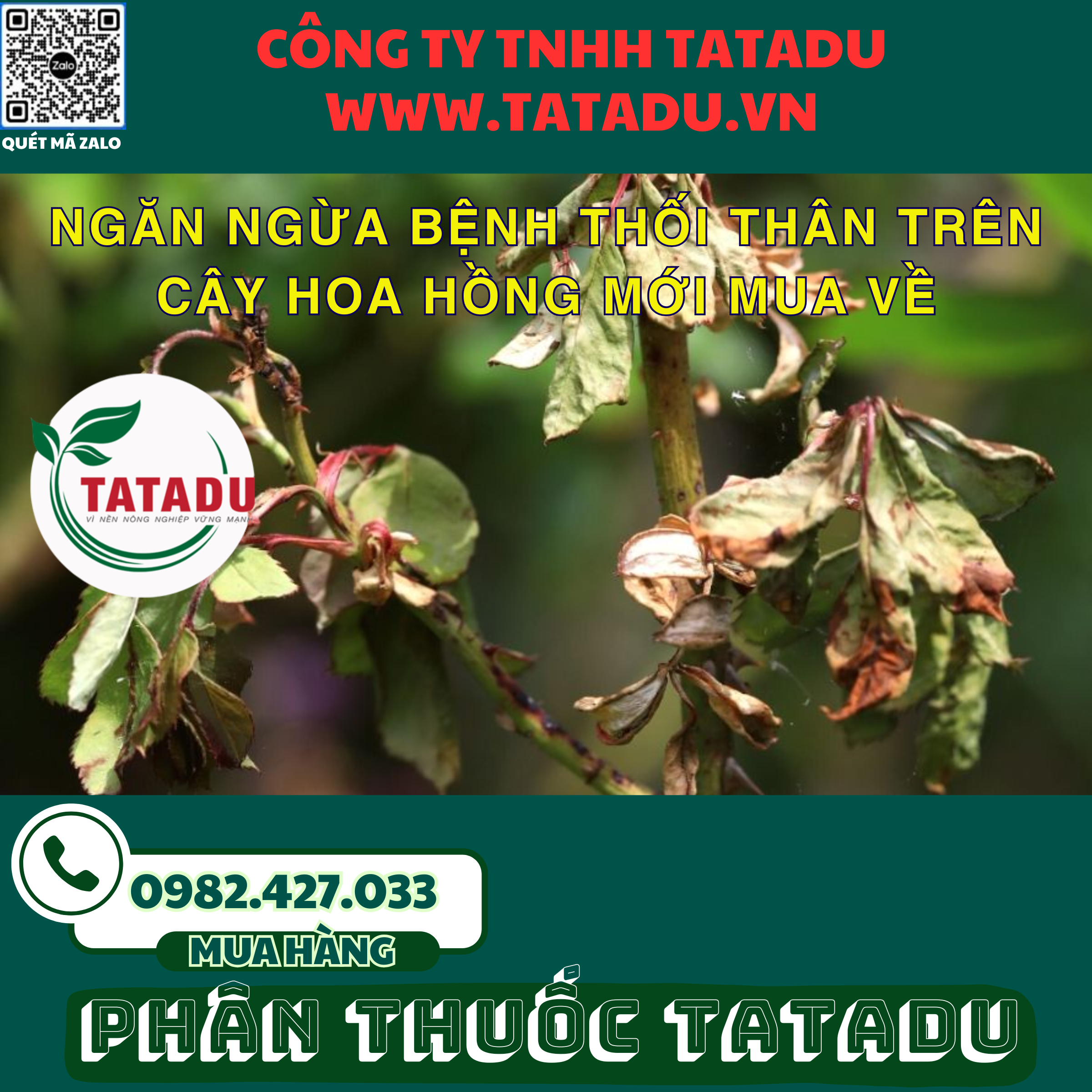 NGAN NGUA BENH THOI THAN TREN CAY HOA HONG MOI MUA VE 1