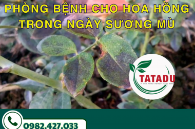PHÒNG BỆNH CHO HOA HỒNG TRONG NGÀY SƯƠNG MÙ