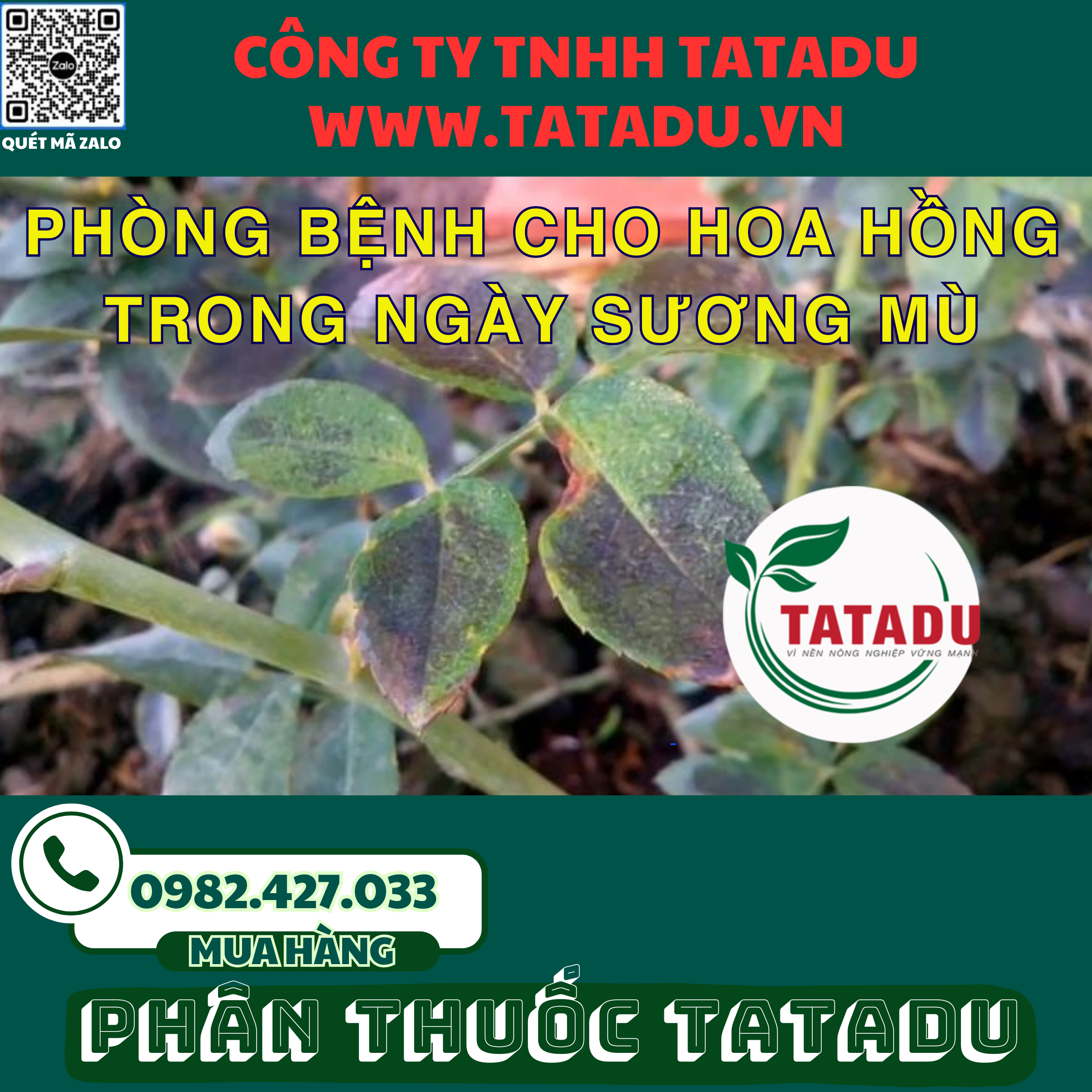 PHONG BENH CHO HOA HONG TRONG NGAY SUONG MU 1
