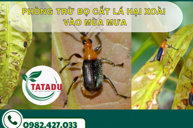 PHÒNG TRỪ BỌ CẮT LÁ HẠI XOÀI VÀO MÙA MƯA