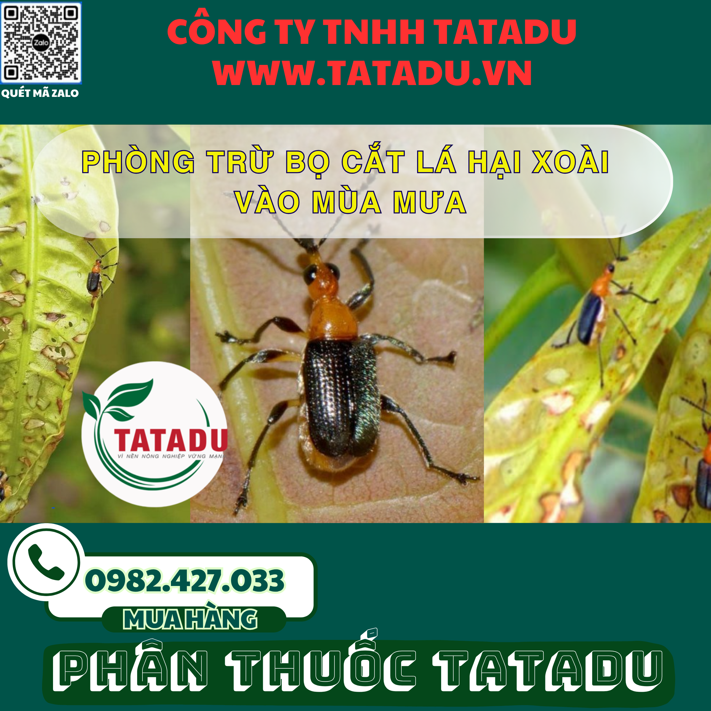 PHONG TRU BO CAT LA HAI XOAI VAO MUA MUA