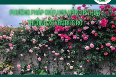 PHƯƠNG PHÁP GIÚP HOA HỒNG RA HOA THƯỜNG XUYÊN RỰC RỠ