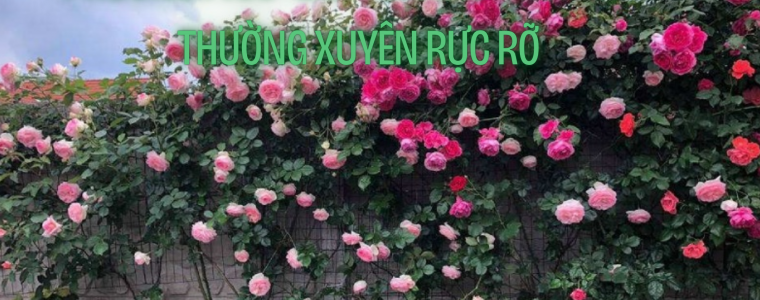 PHUONG PHAP GIUP HOA HONG RA HOA THUONG XUYEN RUC RO