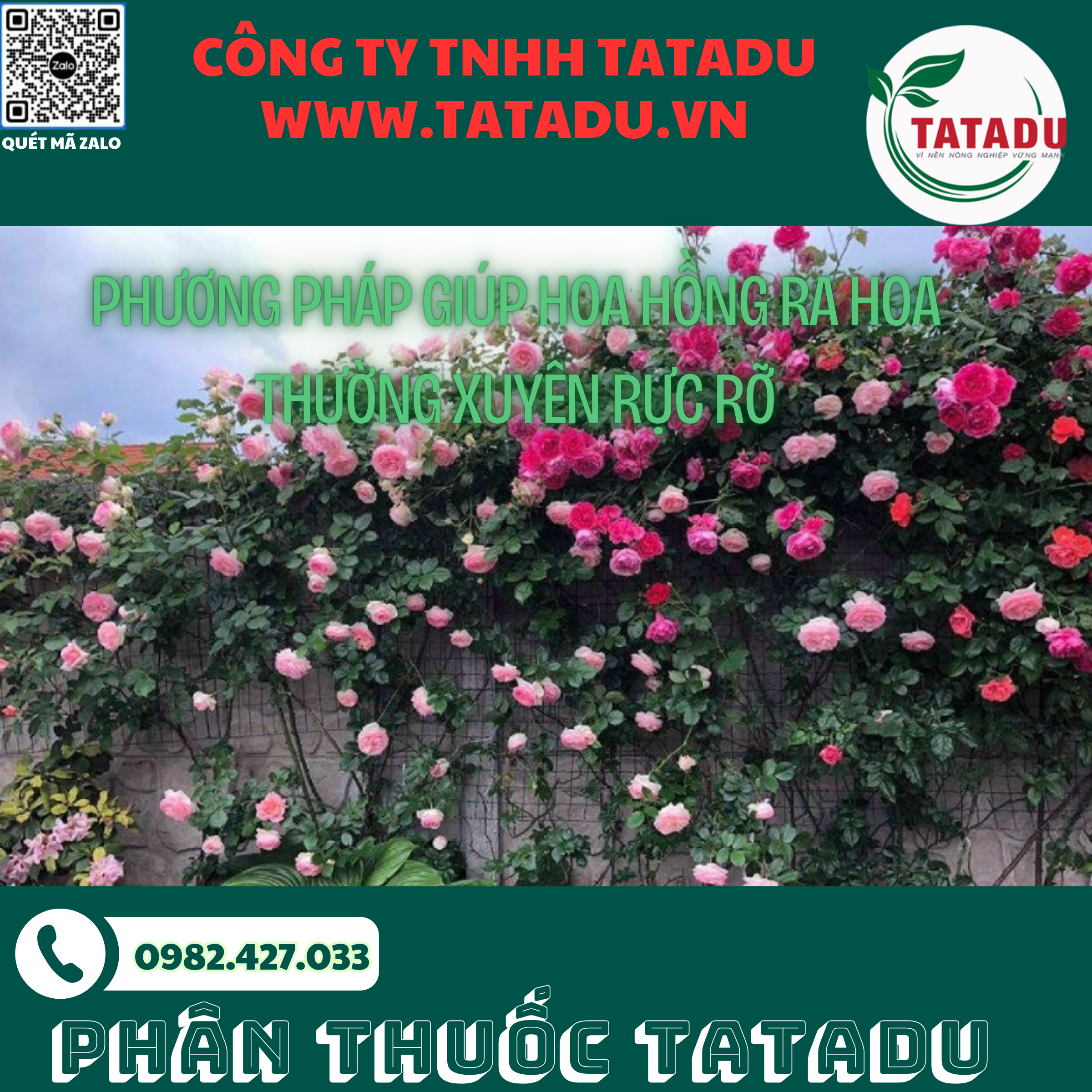 PHUONG PHAP GIUP HOA HONG RA HOA THUONG XUYEN RUC RO