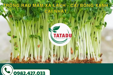TRỒNG RAU MẦM XÀ LÁCH – CẢI BÔNG XANH – CẢI NHẬT