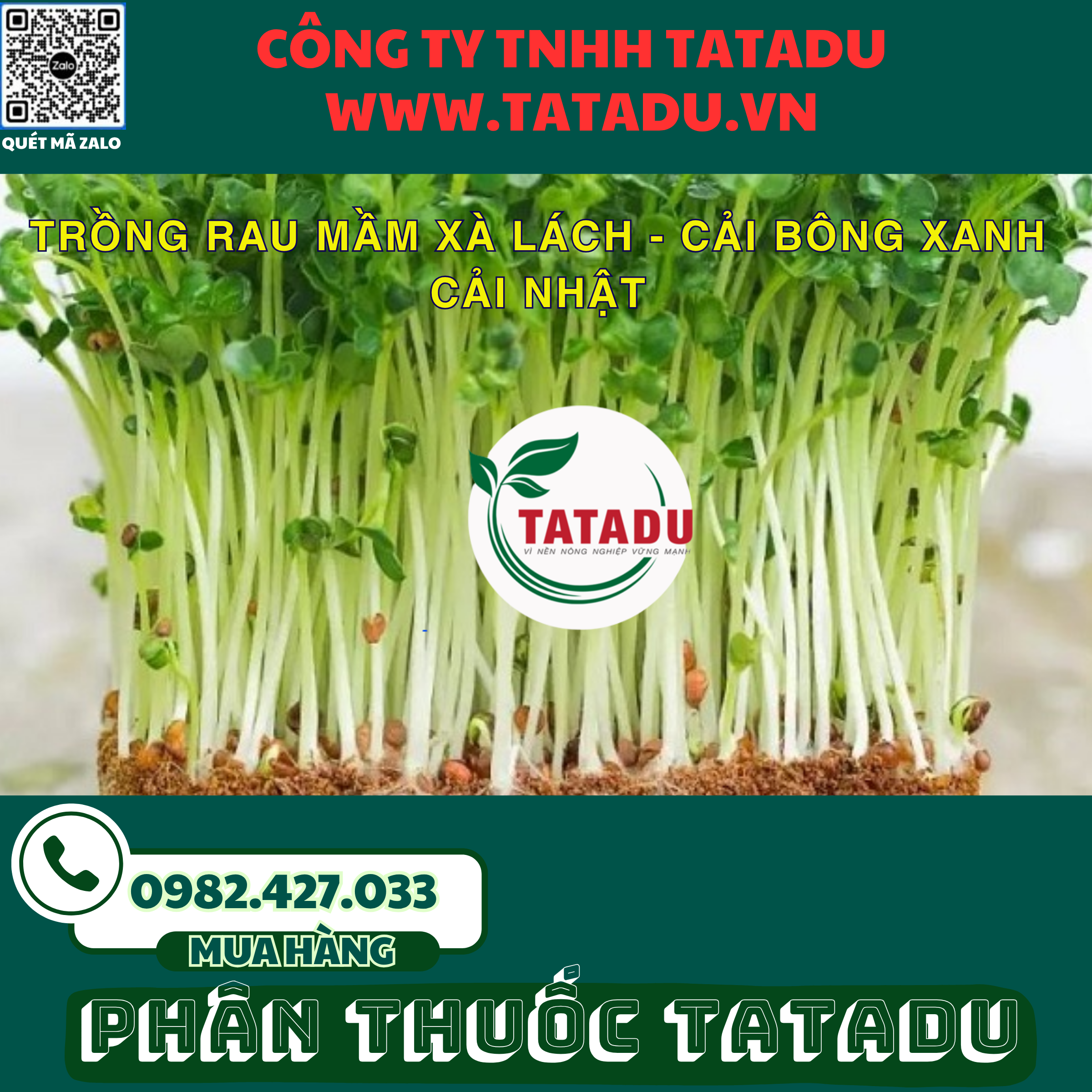TRONG RAU MAM XA LACH CAI BONG XANH CAI NHAT