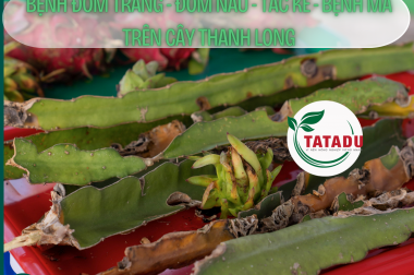 BỆNH ĐỐM TRẮNG – ĐỐM NÂU – TẮC KÈ – BỆNH MA