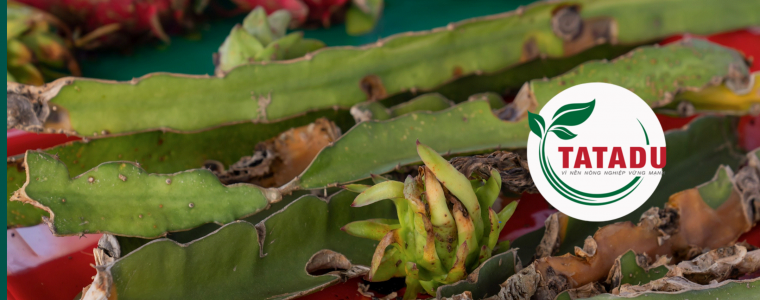 BENH DOM TRANG DOM NAU TAC KE BENH MA TREN CAY THANH LONG