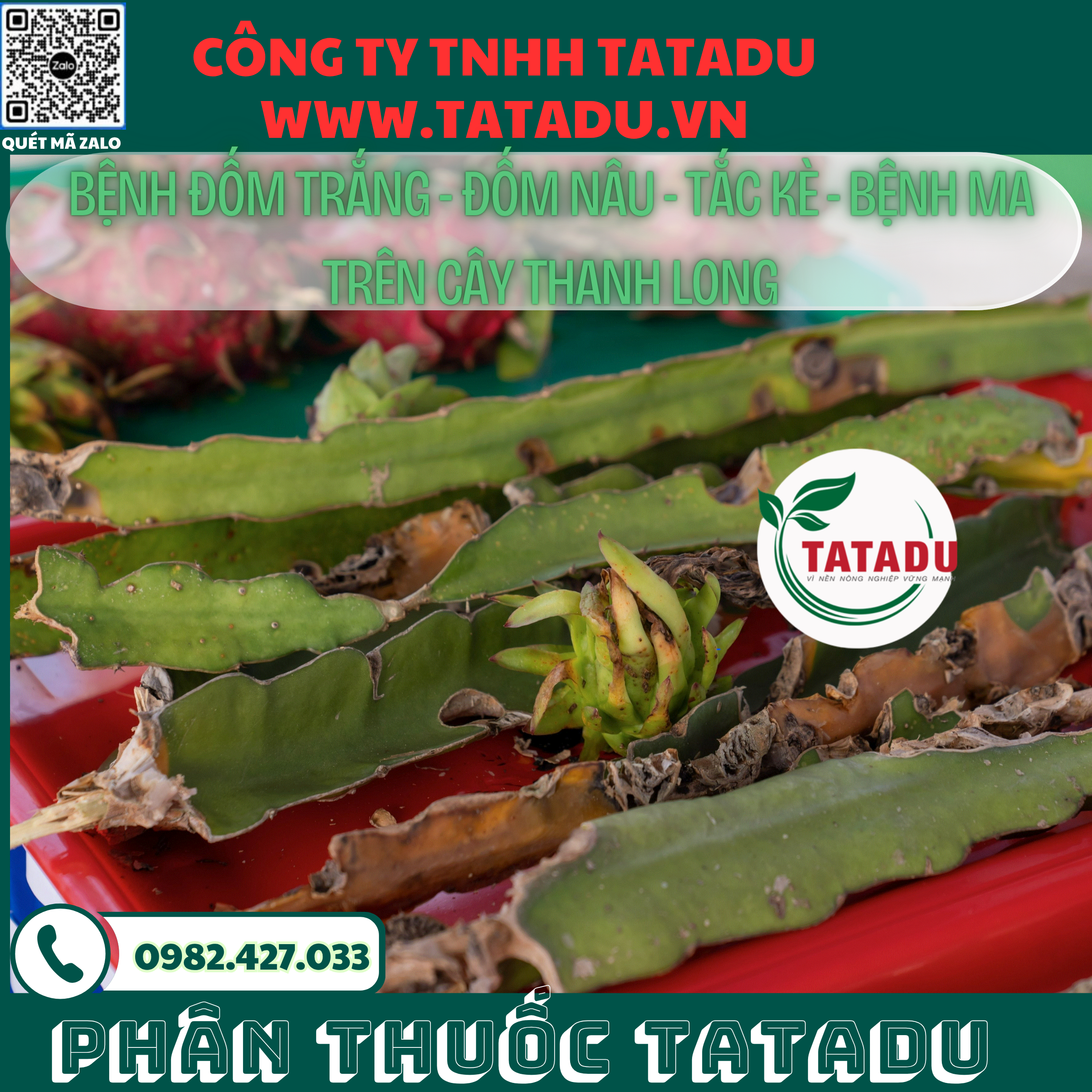 BENH DOM TRANG DOM NAU TAC KE BENH MA TREN CAY THANH LONG BENH DOM TRANG DOM NAU TAC KE BENH MA TREN CAY THANH LONG