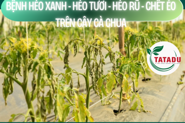 BỆNH HÉO XANH – HÉO TƯƠI – HÉO RŨ – CHẾT ẺO TRÊN CÂY CÀ CHUA