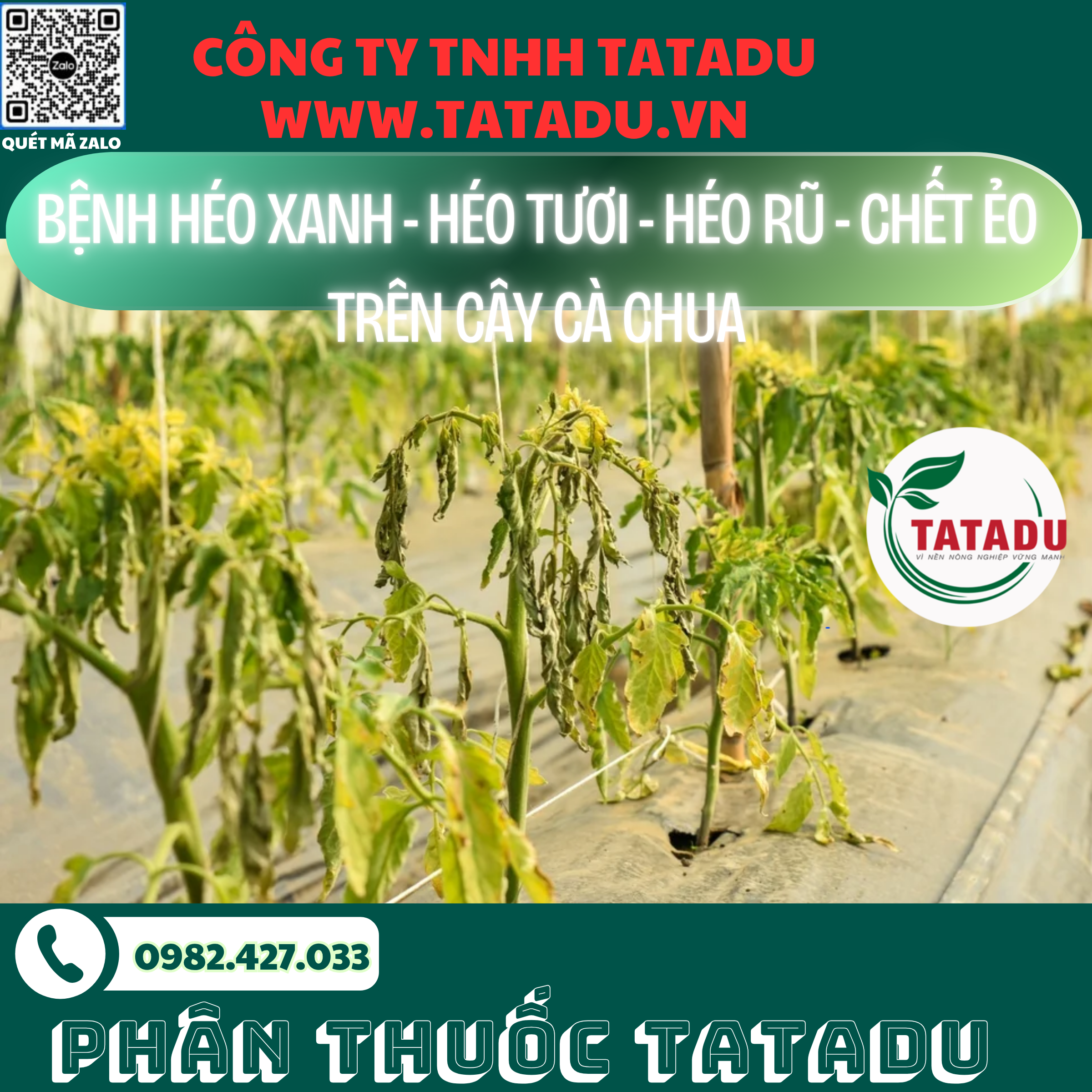 BENH HEO XANH HEO TUOI HEO RU CHET EO TREN CAY CA CHUA