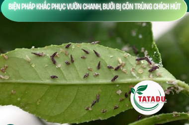 BIỆN PHÁP KHẮC PHỤC VƯỜN CHANH, BƯỞI BỊ CÔN TRÙNG CHÍCH HÚT