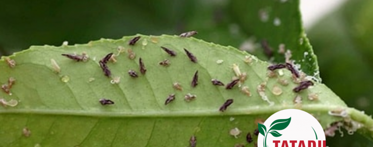 BIEN PHAP KHAC PHUC VUON CHANH BUOI BI CON TRUNG CHICH HUT