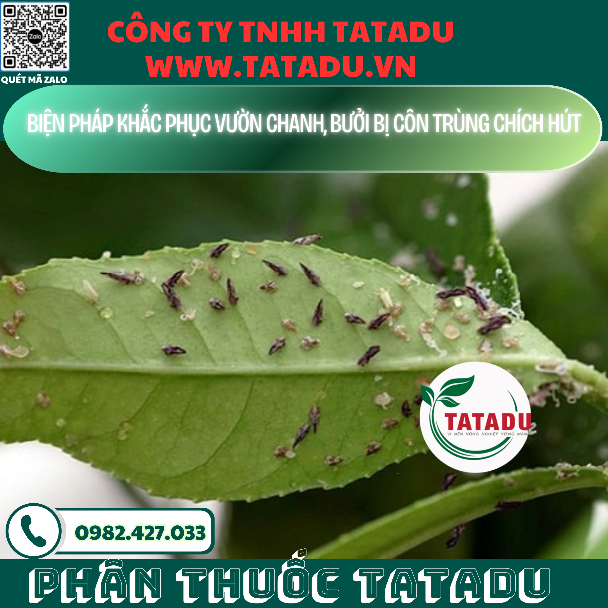 BIEN PHAP KHAC PHUC VUON CHANH BUOI BI CON TRUNG CHICH HUT BIEN PHAP KHAC PHUC VUON CHANH BUOI BI CON TRUNG CHICH HUT