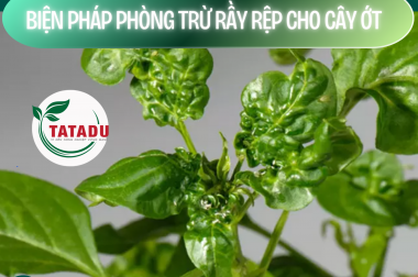 BIỆN PHÁP PHÒNG TRỪ RẦY RỆP CHO CÂY ỚT