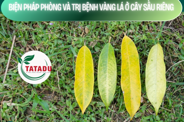 BIỆN PHÁP PHÒNG VÀ TRỊ BỆNH VÀNG LÁ Ở CÂY SẦU RIÊNG