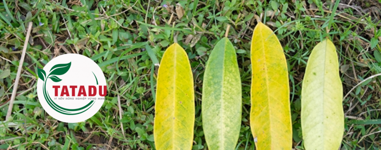 BIEN PHAP PHONG VA TRI BENH VANG LA O CAY SAU RIENG