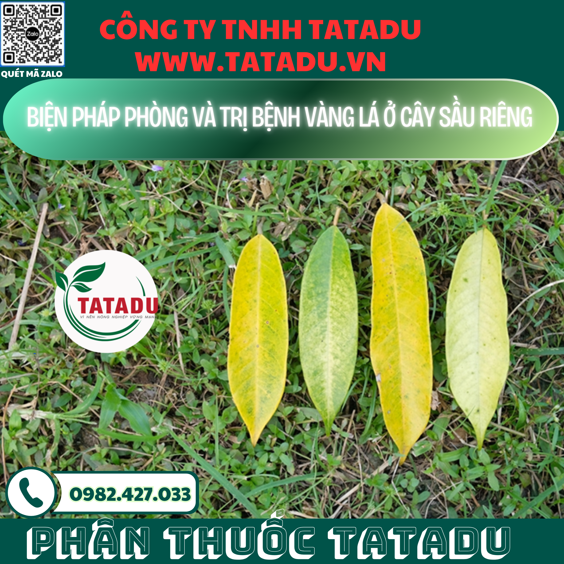 BIEN PHAP PHONG VA TRI BENH VANG LA O CAY SAU RIENG
