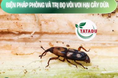 BIỆN PHÁP PHÒNG VÀ TRỊ BỌ VÒI VOI HẠI CÂY DỪA