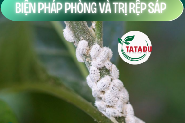 BIỆN PHÁP PHÒNG VÀ TRỊ RỆP SÁP (METHOD IN PREVENTION AND TREATMENT MEALYBUG)