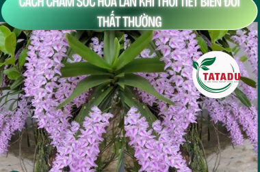 CÁCH CHĂM SÓC HOA LAN KHI THỜI TIẾT BIẾN ĐỔI THẤT THƯỜNG