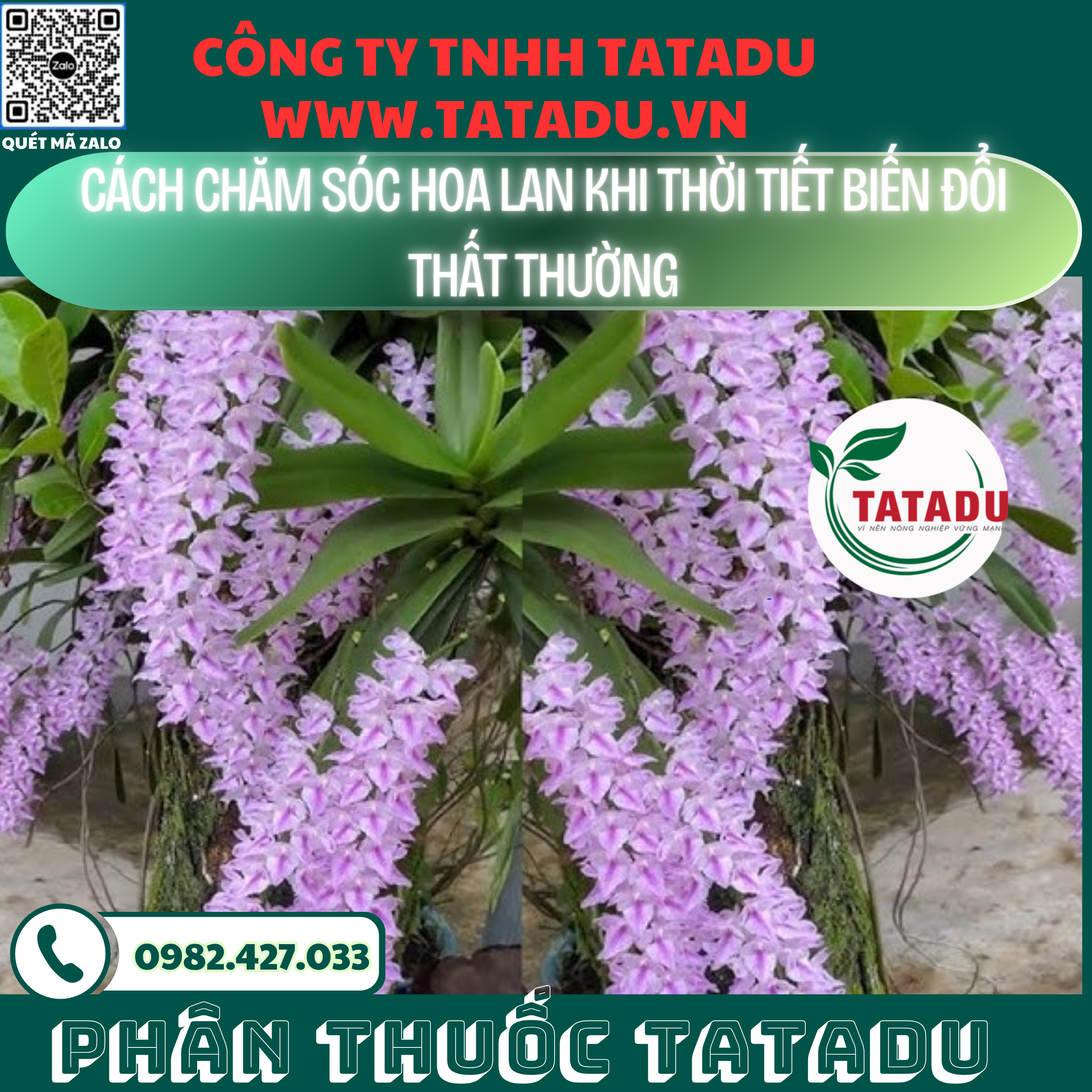 CACH CHAM SOC HOA LAN KHI THOI TIET BIEN DOI THAT THUONG