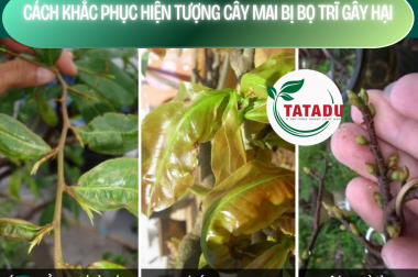 CÁCH KHẮC PHỤC HIỆN TƯỢNG CÂY MAI BỊ BỌ TRĨ GÂY HẠI