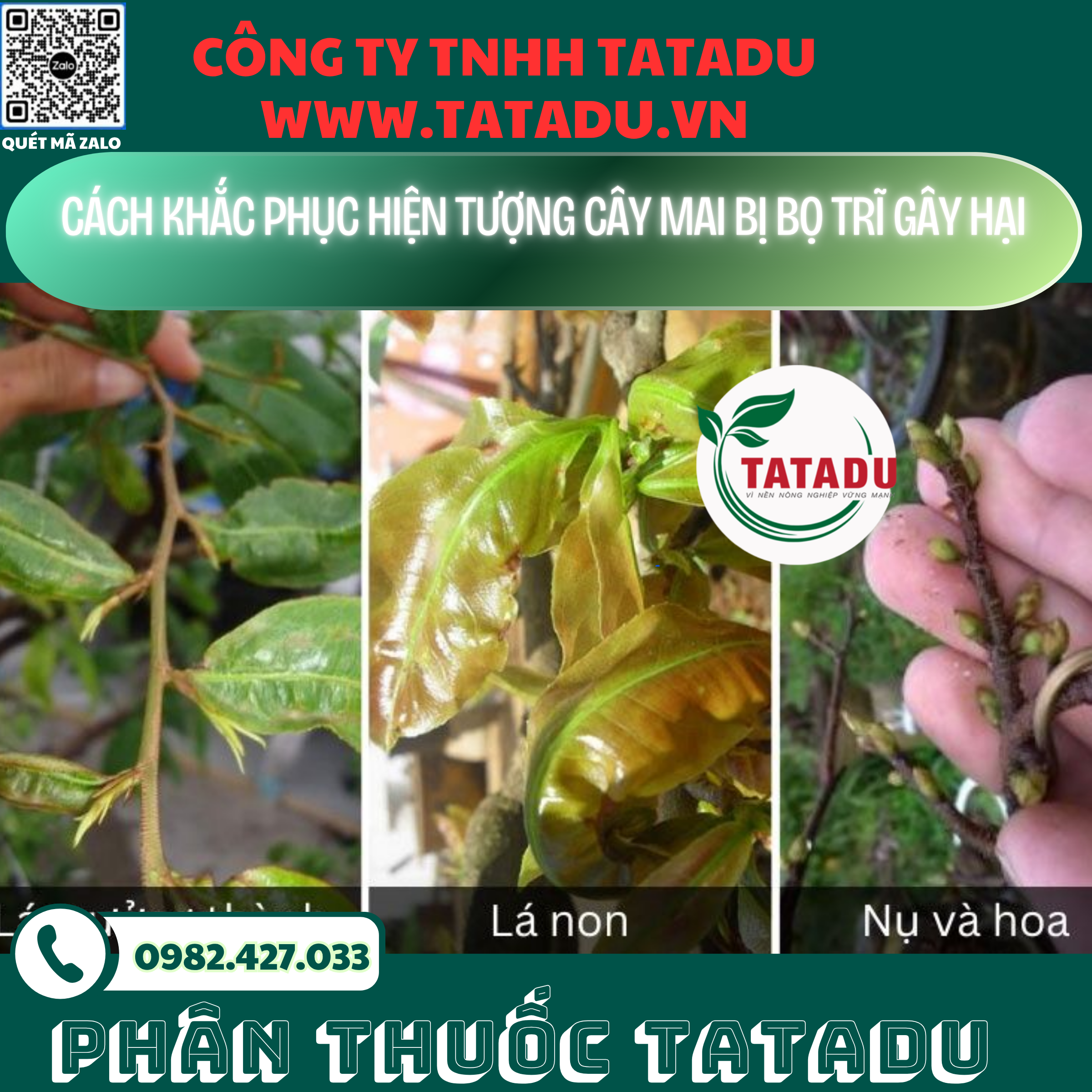 CACH KHAC PHUC HIEN TUONG CAY MAI BI BO TRI GAY HAI 1 CACH KHAC PHUC HIEN TUONG CAY MAI BI BO TRI GAY HAI 1