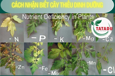 CÁCH NHẬN BIẾT CÂY THIẾU DINH DƯỠNG
